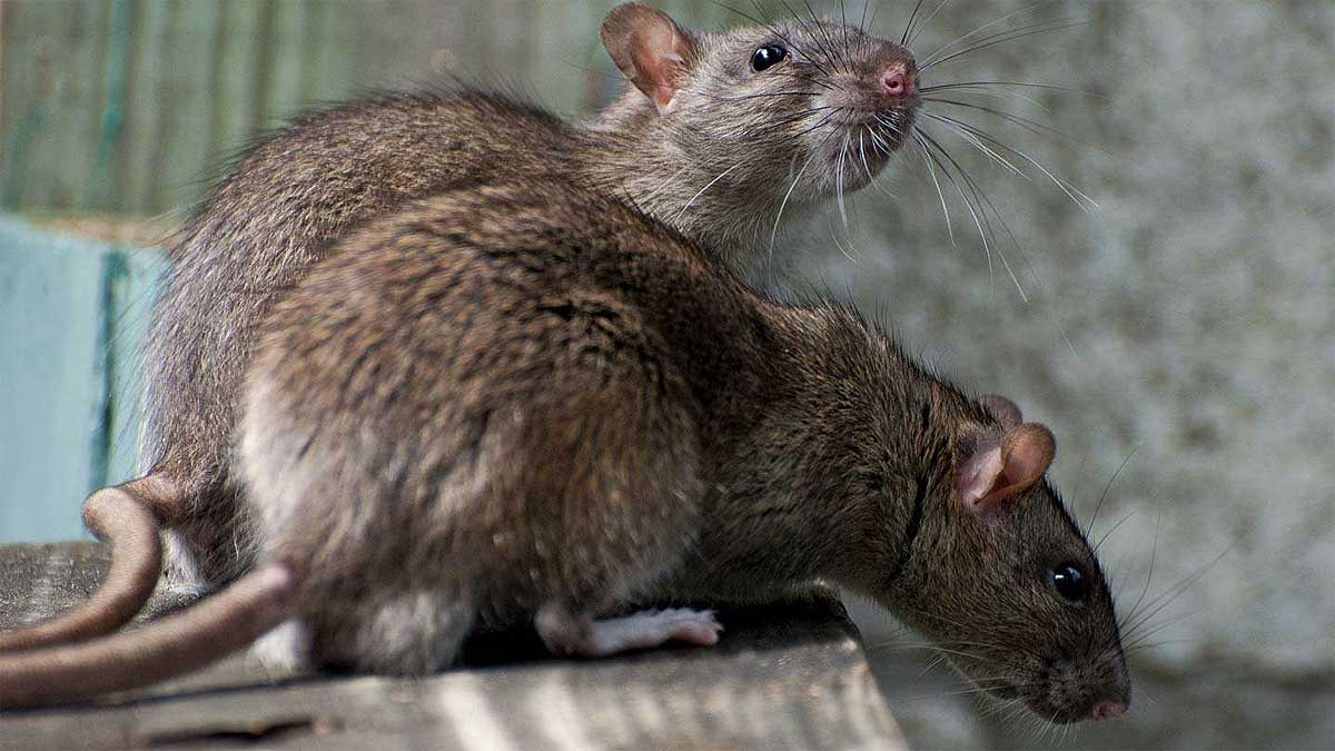 Dos ratas en Sevilla Este.