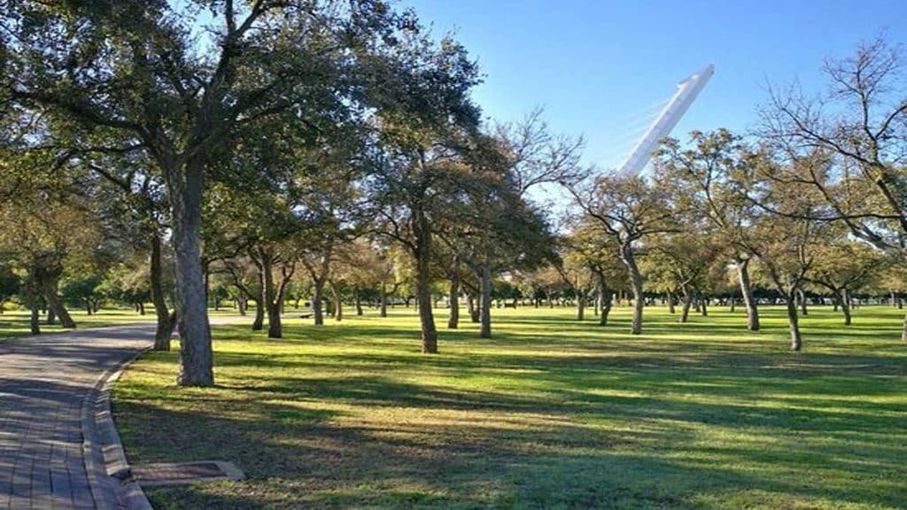 Arboles con el puente del Alamillo al fondo.
