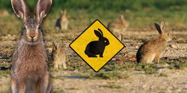 Alarmante situación y daños de la plaga del conejo híbrido en la provincia de Sevilla