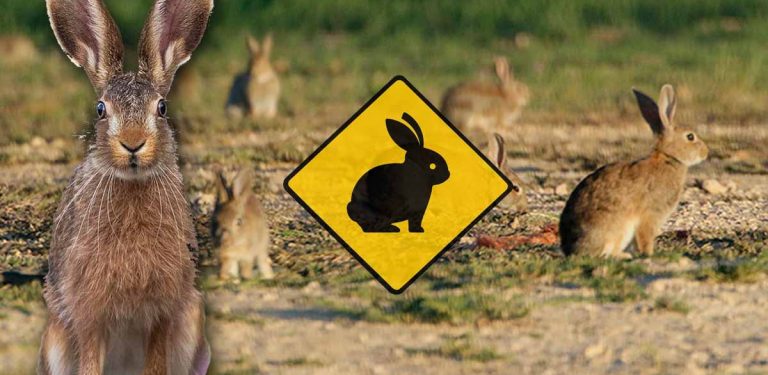 Alarmante situación y daños de la plaga del conejo híbrido en la provincia de Sevilla