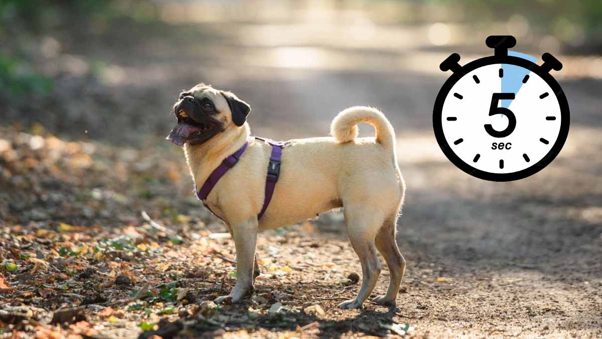 Sevilla: el calor y la 'ley de los cinco segundos' para sacar al perro a pasear