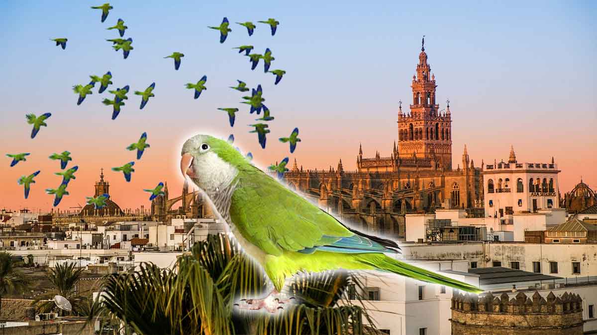 El problema de las cotorras argentinas en Sevilla