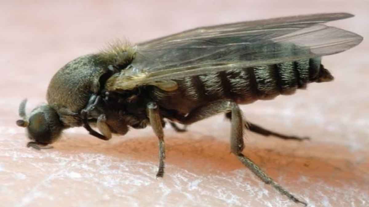 La 'Mosca Negra' en Sevilla: una picadura muy dolorosa