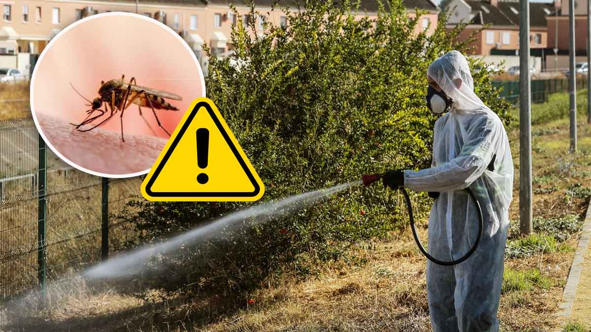 Cuidado con el mosquito Culex.