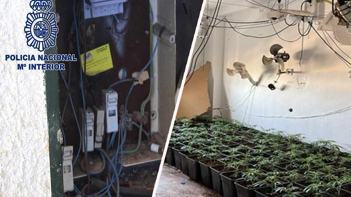 Vista de una plantación indoor de marihuana y enganche de luz ilegal.