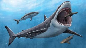 El megalodón, el tiburón gigante de la Prehistoria, cazaba en Sevilla
