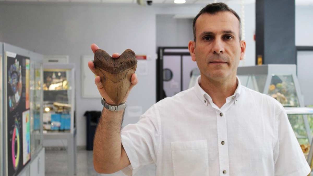 El megalodón, el tiburón gigante de la Prehistoria, cazaba en Sevilla