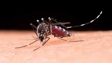 El Ministerio de Sanidad lanza una aplicación para informarle de los mosquitos y las enfermedades que transmiten