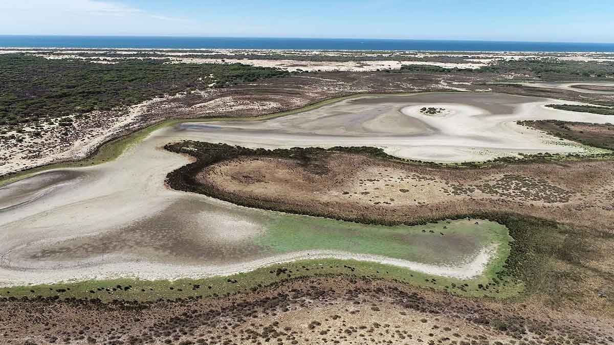 Drama en Doñana: la laguna de Santa Olalla se seca