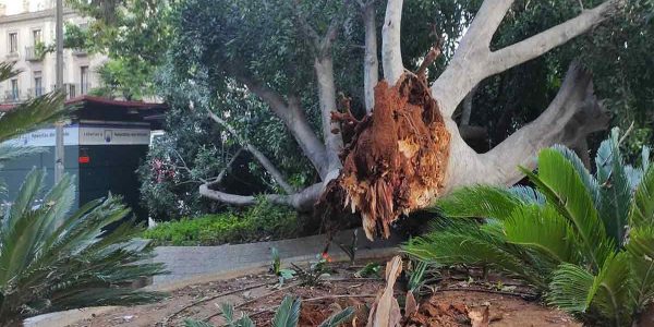 Las razones tras las caídas de los Ficus en las calles y plazas de Sevilla