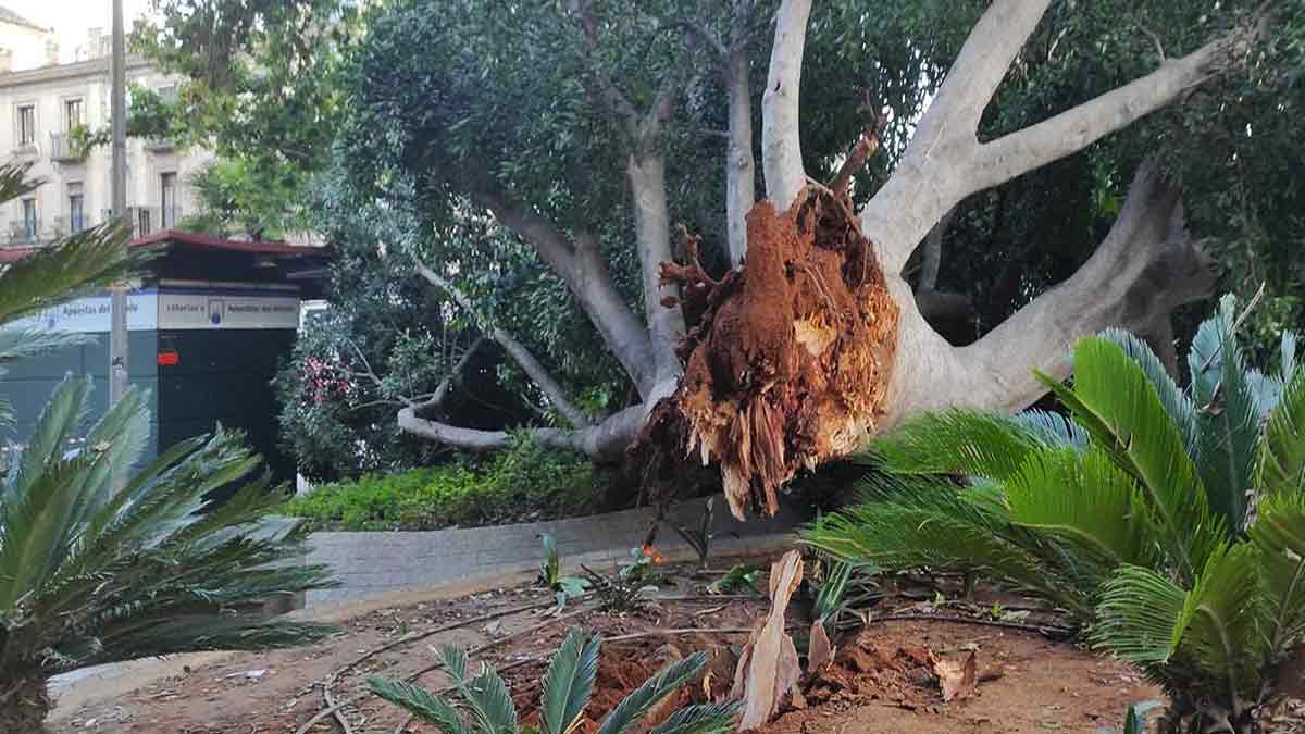 Las razones tras las caídas de los Ficus en las calles y plazas de Sevilla