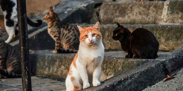 Las colonias de gatos en Sevilla: En busca de soluciones humanas y compasivas para el Bienestar Animal