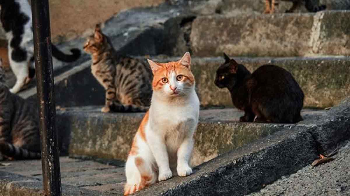 Las colonias de gatos en Sevilla: En busca de soluciones humanas y compasivas para el Bienestar Animal