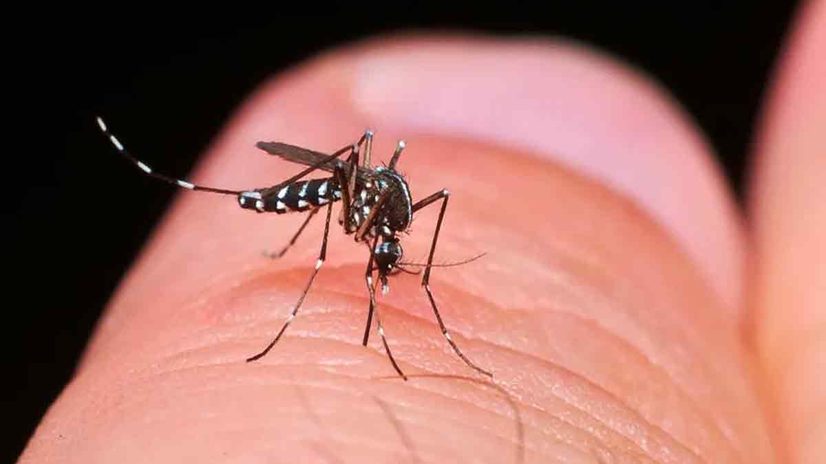 La amenaza inminente de la proliferación del mosquito tigre en Sevilla y Cádiz