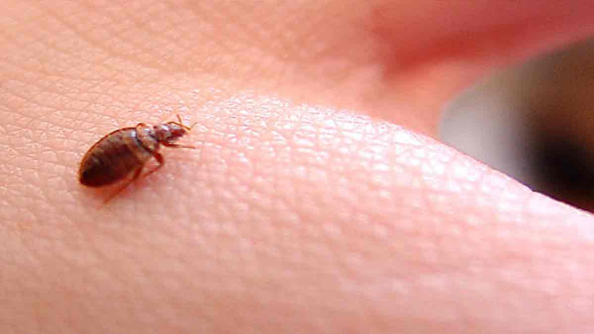 Preocupación por la llegada de la plaga de chinches en Sevilla: Prevención, problemas, enfermedades y exterminio