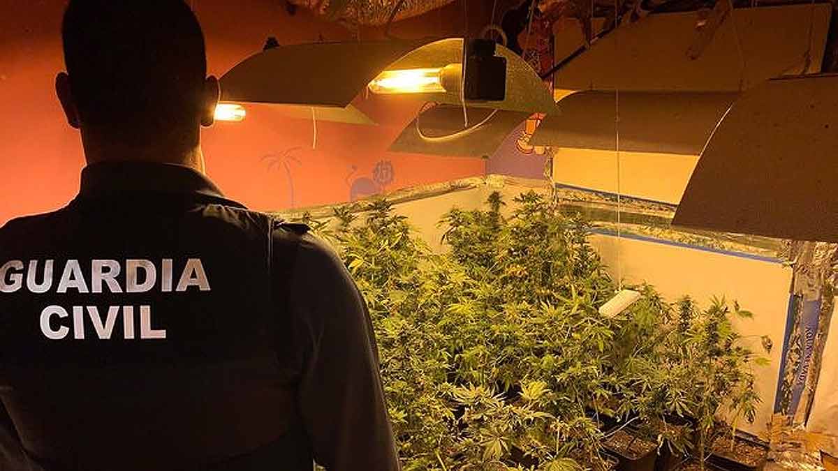 El persistente problema de los enganches ilegales de electricidad en Sevilla: El cultivo de marihuana en la sombra