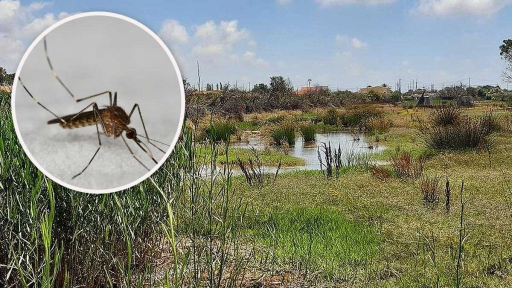 El mosquito Culex prolifera en los acuiferos.