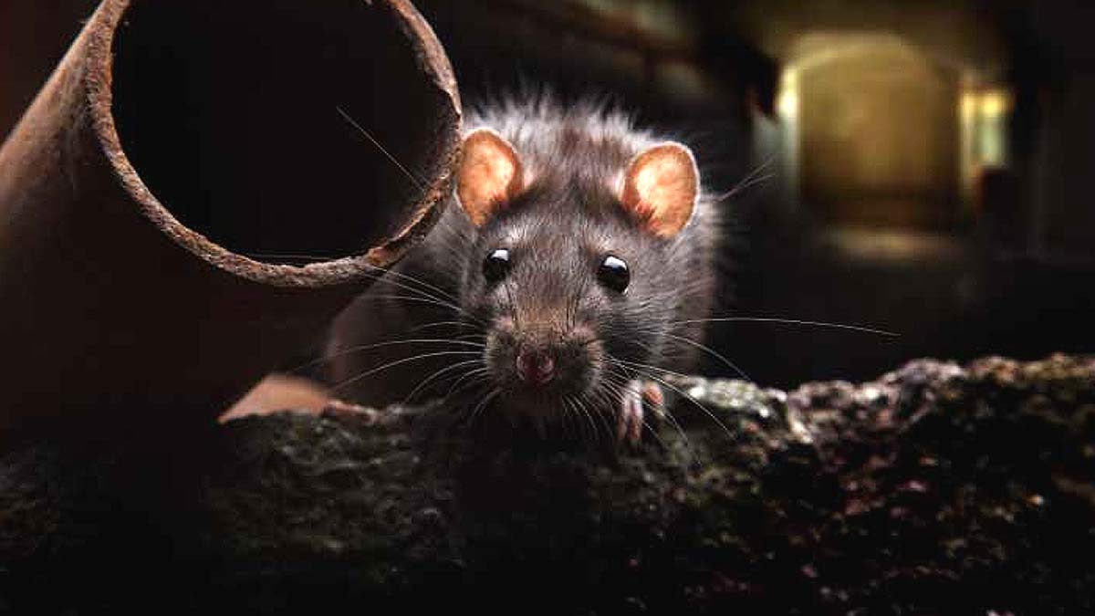 Acción contra la plaga de ratas en Sevilla