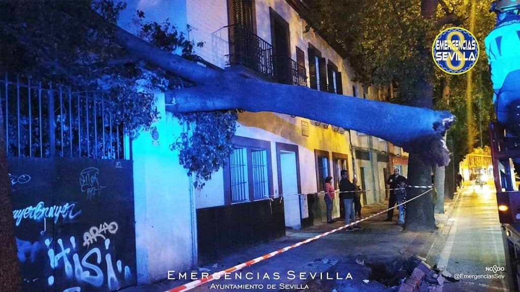 Árbol caído sobre la fachada de una casa en Triana.