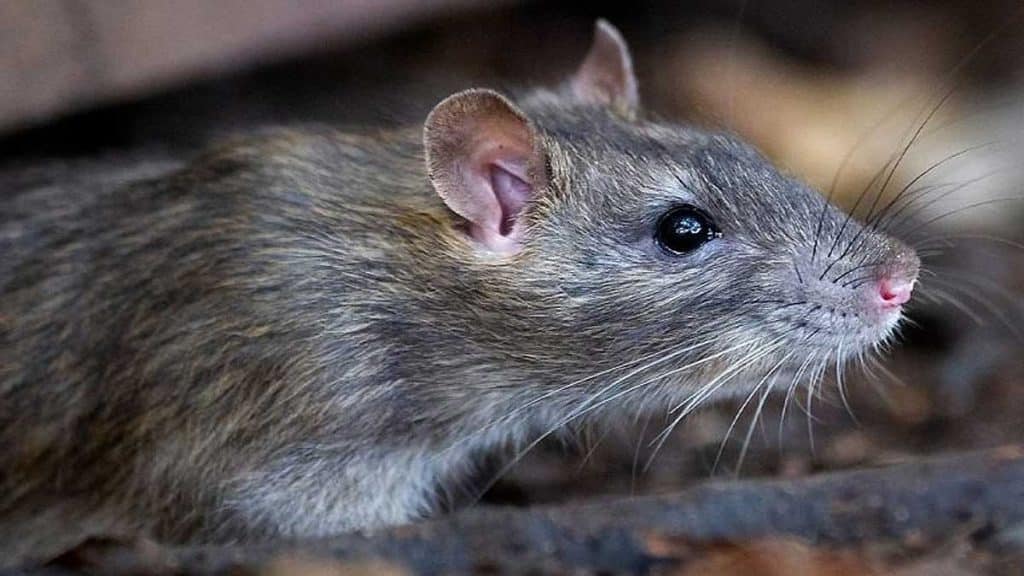 Ratas en un colegio de Sevilla.