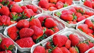 Fresas procedentes de Marruecos.