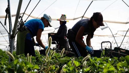Trabajadores recogiendo frutos en una plantación.