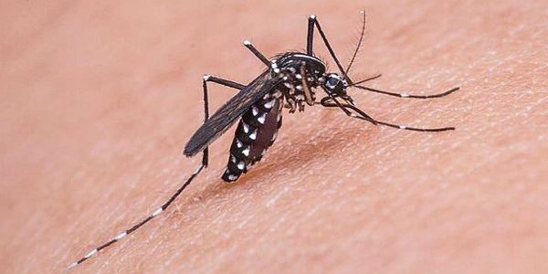 Plaga de mosquitos en Sevilla, el tigre y el Culex pipiens amenazan con picaduras y enfermedades