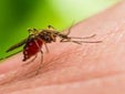 La Junta de Andalucía activa la alerta tras detectar el primer caso de fiebre del Nilo este verano en Sevilla