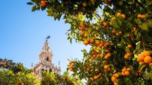 Naranjos cerca de la Giralda.