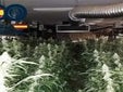 La Policía Nacional entra en varias casas de Sevilla y descubre más de 1.500 plantas de marihuana