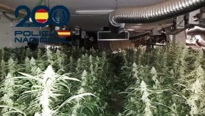 Plantas de marihuana en una plantación indoor.