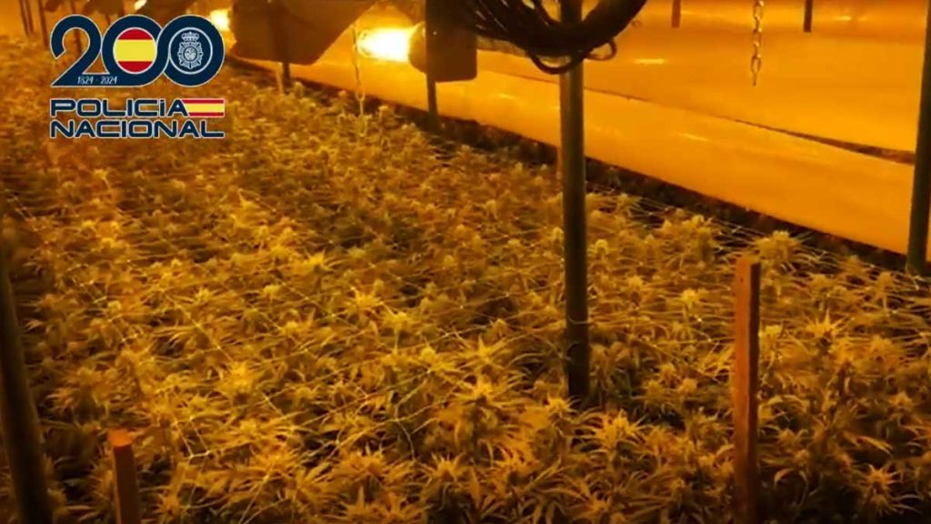 Plantación descubierta de marihuana.