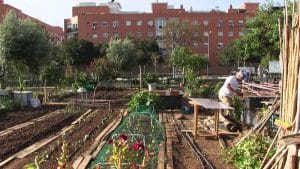 Vista de un huerto urbano.