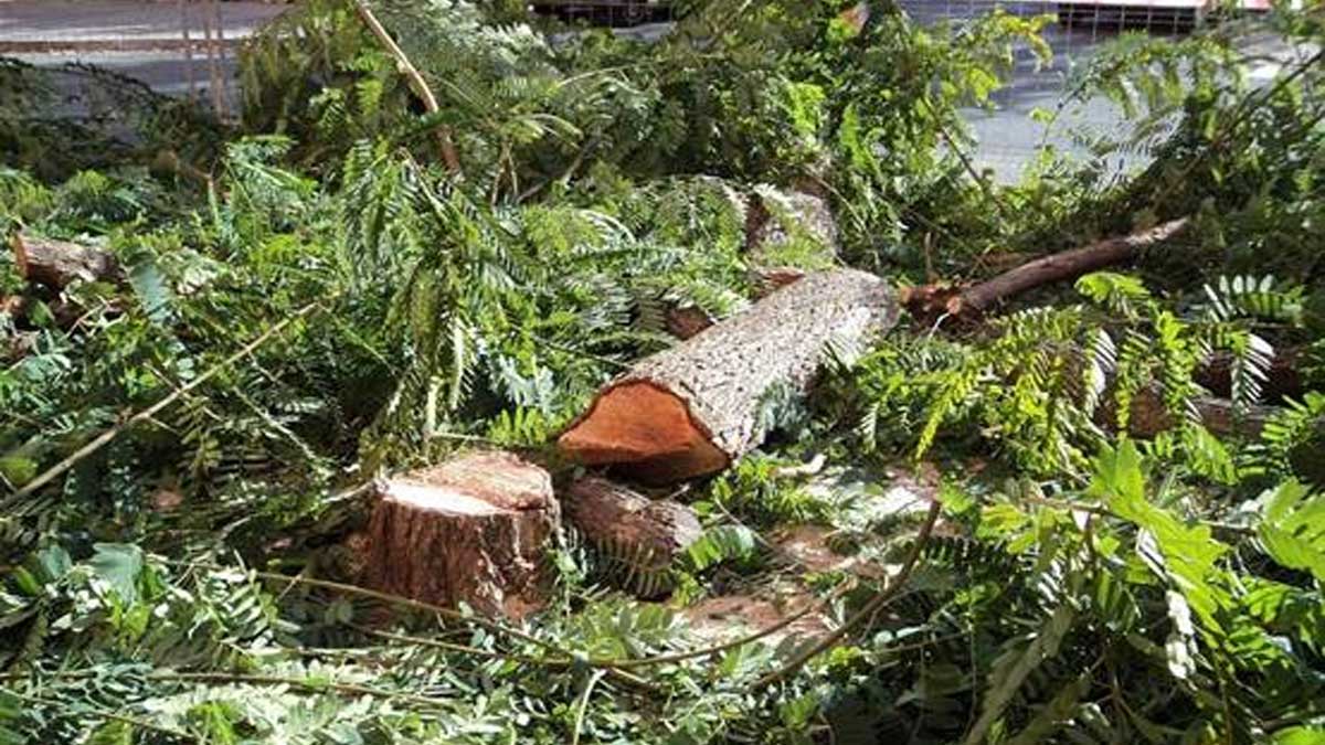 Arboricidio perjudicial en la capital hispelense.