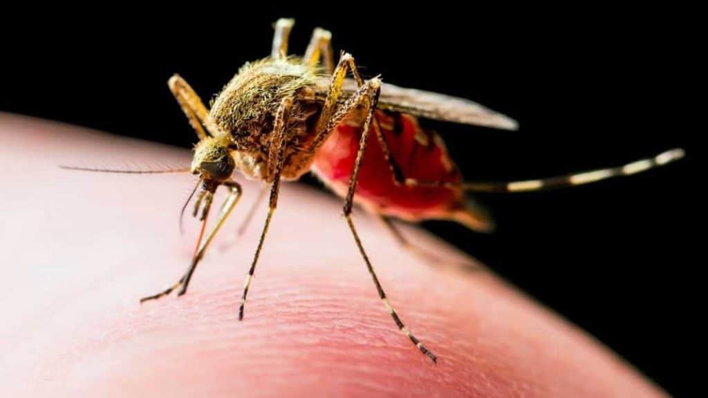 Los mosquitos como transmisores de enfermedades.