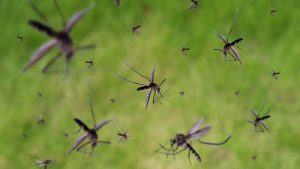 Nube de mosquitos.