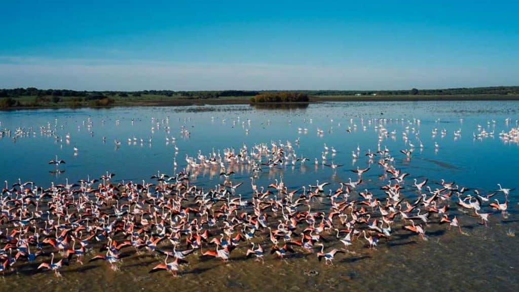 Vista de las marismas de Doñana.