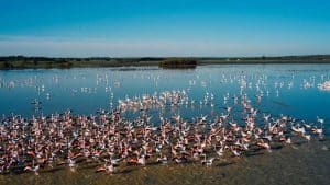 Vista de las marismas de Doñana.