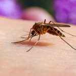 Preocupación en Coria del Río tras confirmar la presencia del virus del Nilo, aumentan las medidas sanitarias