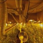 La Guardia Civil desmantela una plantación indoor de marihuana con 295 plantas en Lora del Río