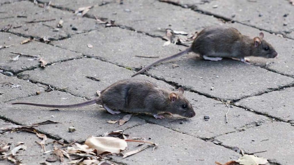 Ratas por las calles de Sevilla.