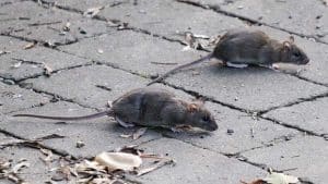 Ratas por las calles de Sevilla.