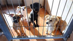 Mascotas en un centro de acogida.