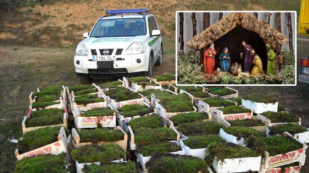 El musgo natural y la prohibición de usar como adorno en el Portal de Belén.