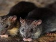 Más de 700 avisos ponen el foco en el Zoosanitario de Sevilla: el Ayuntamiento niega que estén sin atender