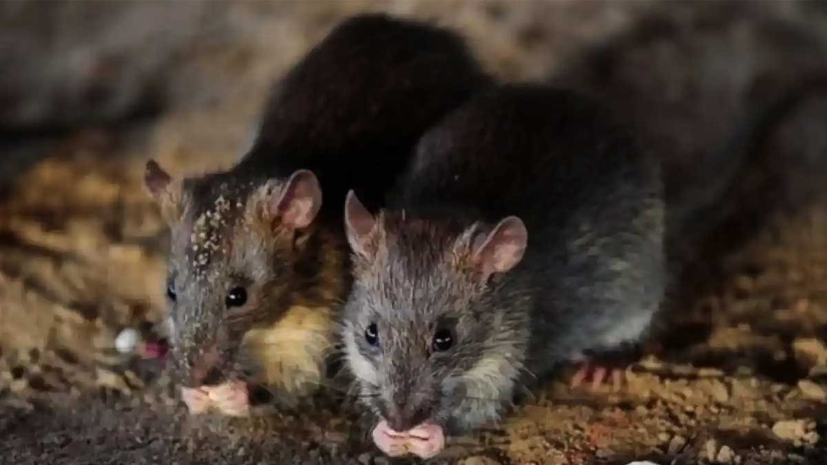 Dos ratas en Sevilla Este.