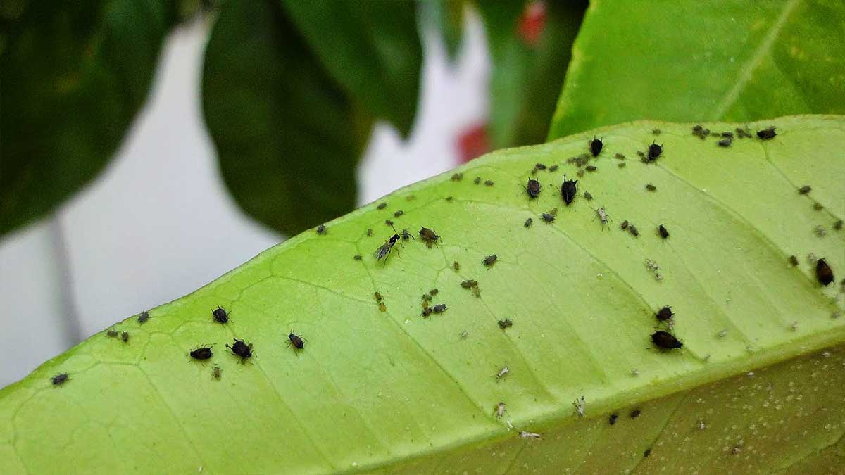 El pulgón negro en hojas de los naranjos.