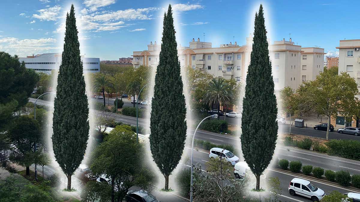 En la avenida de Kansas City se han plantado cipreces.