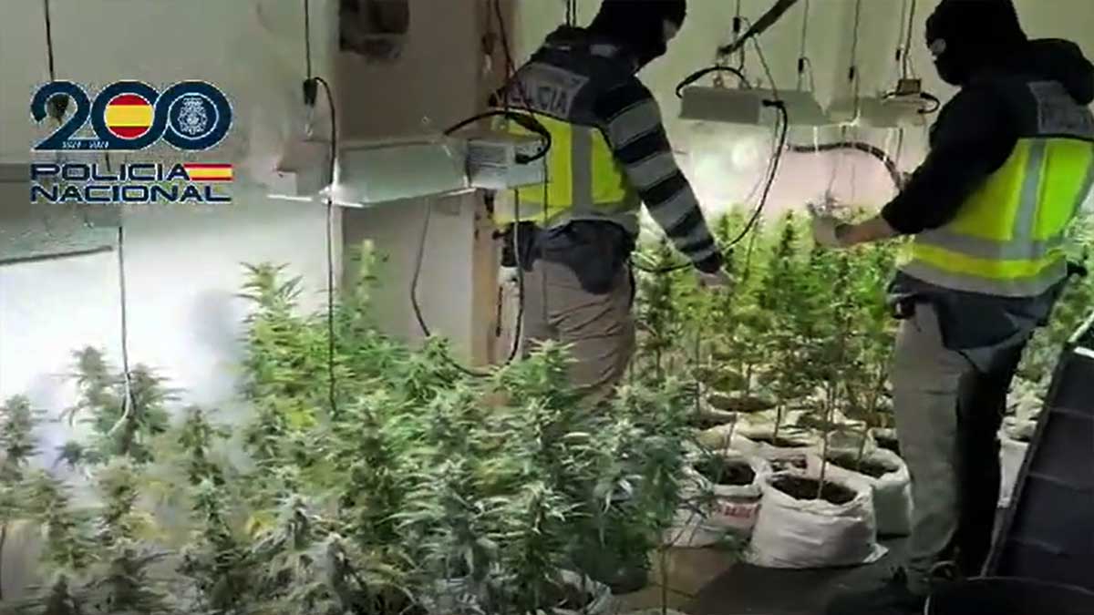 Cultivo "indoor" de marihuana.