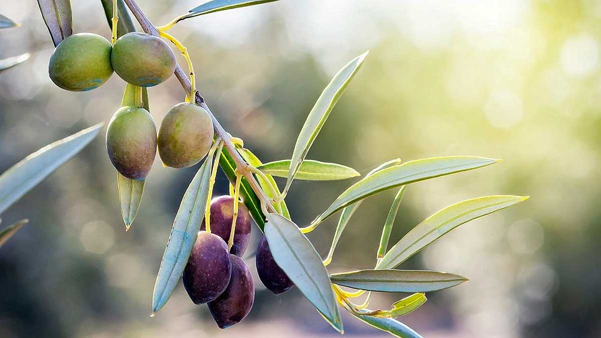 Rama con aceitunas.